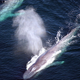 Image for article titled Animals’ Most Amazing Acoustic Feats